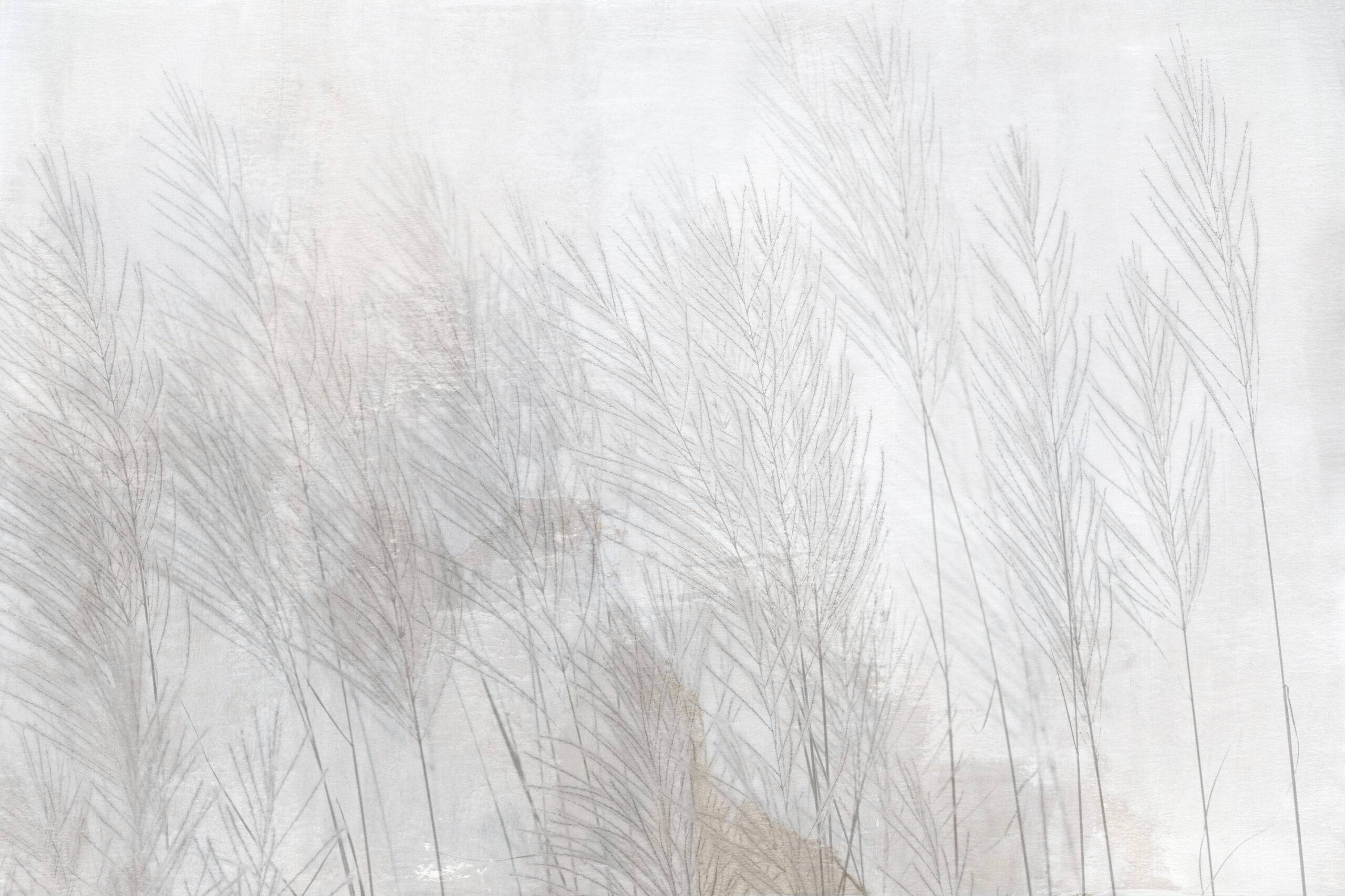 Fluffy,Saccharum,Spontaneum,Flower,When,The,Wind,Blows,,It,Beautiful