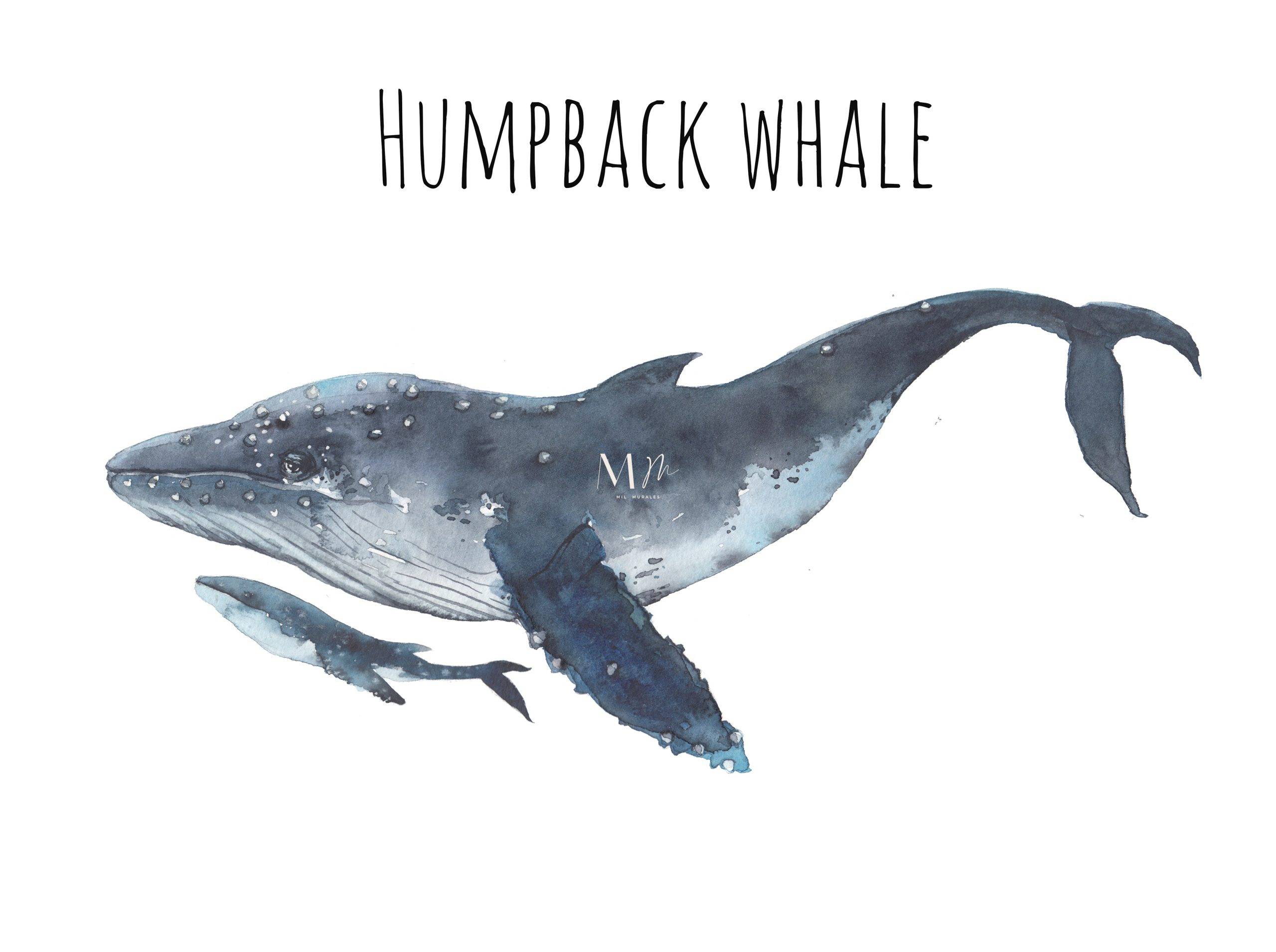 Humpback Whale